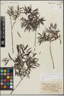 Foto von Salix repens subsp. rosmarinifolia (L.) Andersson